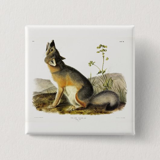 Audubon's Quadrupedsからの迅速なキツネ(Vulpes Velox) 缶バッジ (正面)
