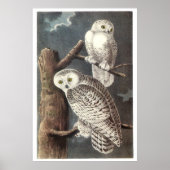 Audubon's Snowy Owl ポスター (正面)