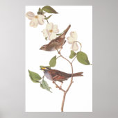 Audubon's White Throated Sparrow Bird with Flowers ポスター (正面)