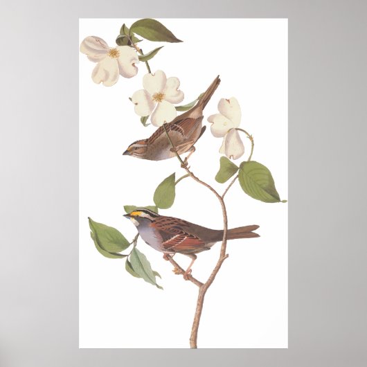 Audubon's White Throated Sparrow Bird with Flowers ポスター (正面)