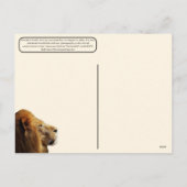 Aug 10, World Lion Day シーズンポストカード (裏面)