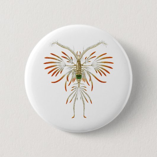 Augaptilusのfiligerus 缶バッジ (正面)