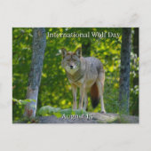 August 13 - International Wolf Day シーズンポストカード (正面)