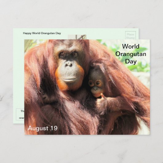 August 19 - World Orangutan Day Postcard シーズンポストカード (正面/裏面)