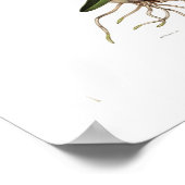 Augusta Innes WithersによるLaelia autumnalis。 ポスター (角)