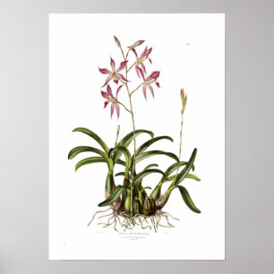 Augusta Innes WithersによるLaelia autumnalis。 ポスター