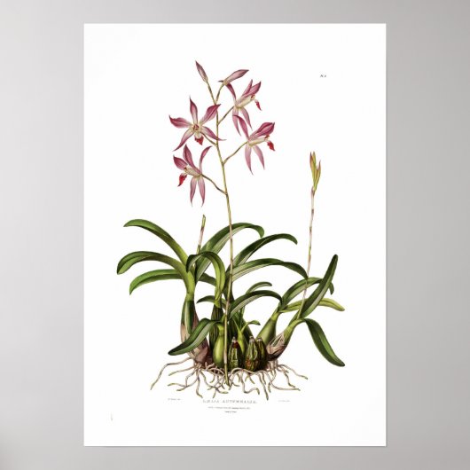 Augusta Innes WithersによるLaelia autumnalis。 ポスター (正面)