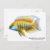 Aulonocara jacobfreibergiはがき ポストカード (正面/裏面)