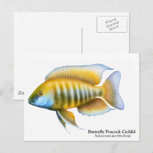 Aulonocara jacobfreibergiはがき ポストカード (正面/裏面)