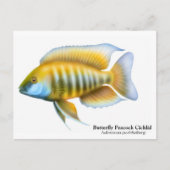 Aulonocara jacobfreibergiはがき ポストカード (正面)