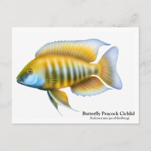 Aulonocara jacobfreibergiはがき ポストカード (正面)