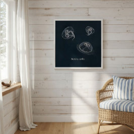 Aurelia Aurita教育ポスター ポスター