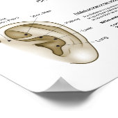 Auriculotherapy Ear Acupuncture ポスター (角)