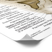 Auriculotherapy Ear Acupuncture Points Chart ポスター (角)