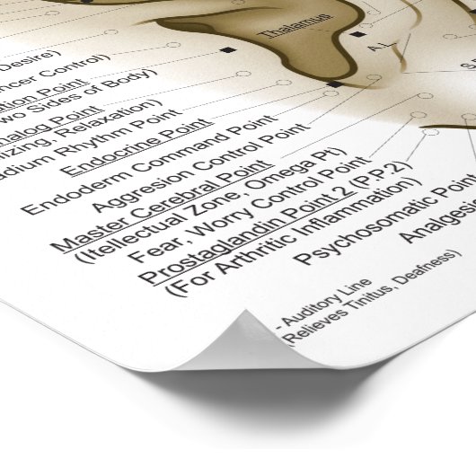 Auriculotherapy Ear Acupuncture Points Chart ポスター (角)
