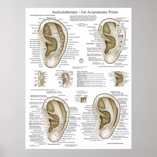 Auriculotherapy Ear Acupuncture Points Chart ポスター (正面)
