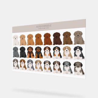 Aussiedoodle dog mix アクリルサイン