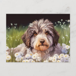 Aussiedoodle mit Gänseblümchen ポストカード