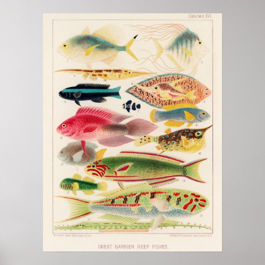 Australia, Great Barrier Reef vintage art poster ポスター (正面)