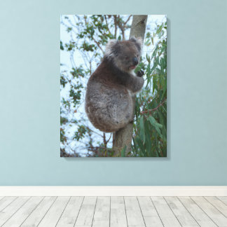 Australia Kangaroo Island Koala in a Tree キャンバスプリント