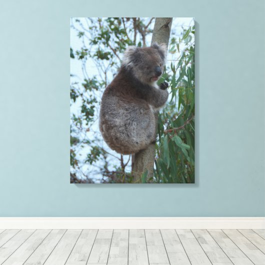 Australia Kangaroo Island Koala in a Tree キャンバスプリント (インサイチュ (ウッドフロア))