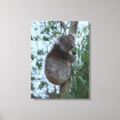 Australia Kangaroo Island Koala in a Tree キャンバスプリント (正面)