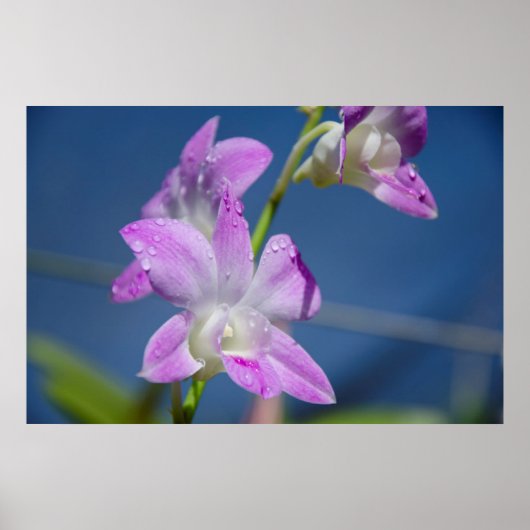 Australia, Northern Territory, Darwin ポスター (正面)