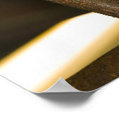 Australia, Queensland, Brisbane. Fig Tree ポスター (角)