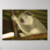 Australia, Queensland, Brisbane. Fig Tree ポスター (正面)