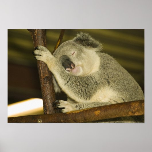 Australia, Queensland, Brisbane. Fig Tree ポスター (正面)