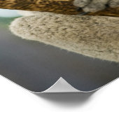 Australia, Queensland, Brisbane, Fig Tree ポスター (角)