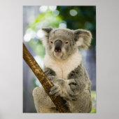 Australia, Queensland, Brisbane, Fig Tree ポスター (正面)