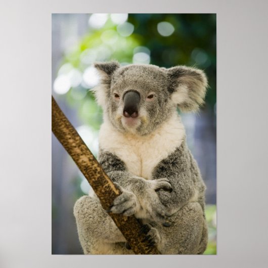 Australia, Queensland, Brisbane, Fig Tree ポスター (正面)