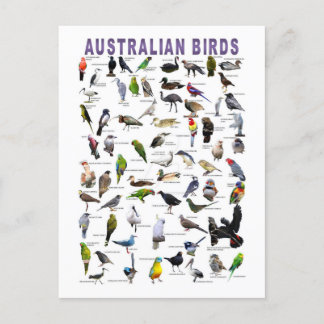 Australian Birds Chartはがき ポストカード