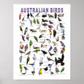 Australian Birds Chartポスター ポスター (正面)