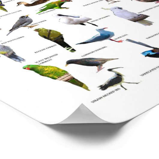 Australian Birds Chartポスター ポスター (角)