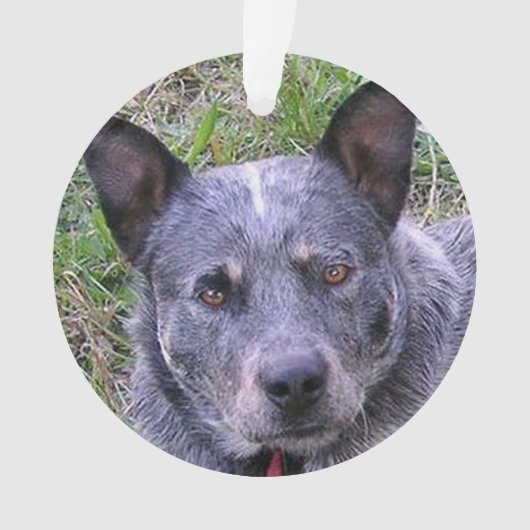Australian_cattle_dog blue.png オーナメント (正面)