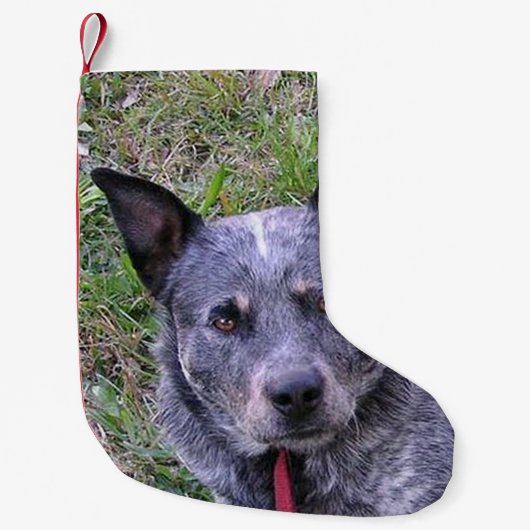 Australian_cattle_dog blue.png スモールクリスマスストッキング (正面)