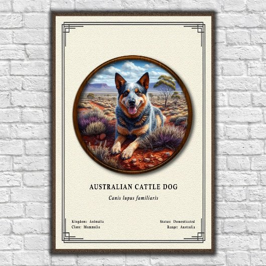 Australian Cattle Dog Zoology Series ポスター