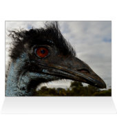 Australian Emu Closeアップ、誕生日・カード (内部横(上))