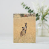 Australian Kangaroosポストカード ポストカード (スタンド正面)