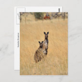 Australian Kangaroosポストカード ポストカード (正面/裏面)