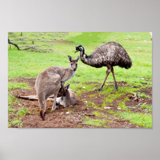 Australian Kangaroos And Emu, Wall Poster ポスター (正面)