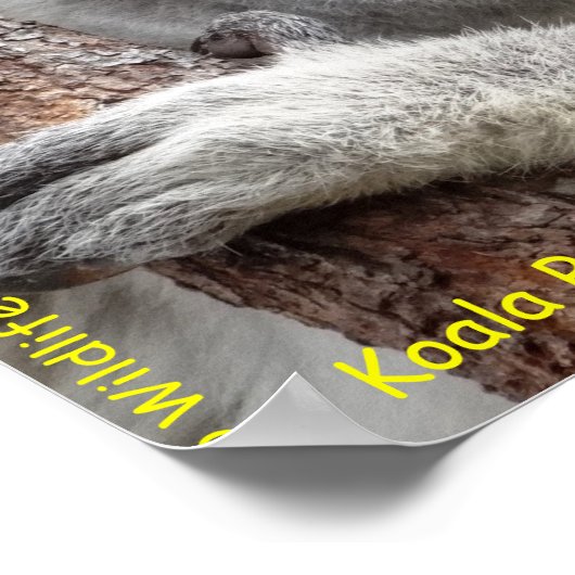Australian Koala ポスター (角)