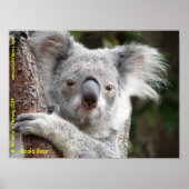 Australian Koala ポスター (正面)