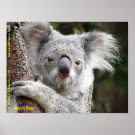 Australian Koala ポスター