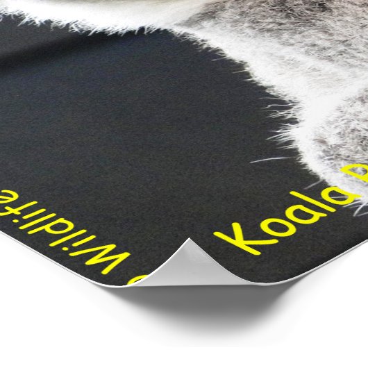 Australian Koala ポスター (角)