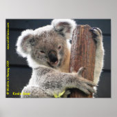 Australian Koala ポスター (正面)