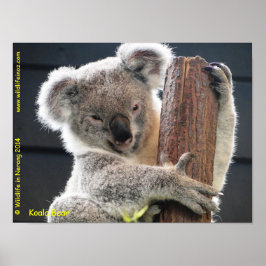 Australian Koala ポスター