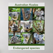 Australian Koalas, Endangered species ポスター (正面)